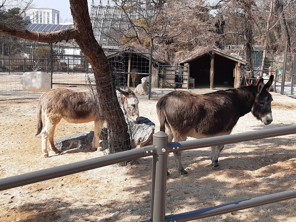 서울어린이대공원 동물원 울타리 안에 있는 당나귀 두 마리